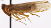 Habitus, lateral view: (Observation).