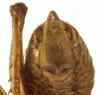 CollectionObject 1529711; 495844eb-7627-450b-831b-c49813163b88: male subgenital plate (holotype). (CollectionObject).