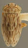 Habitus, dorsal view on Ceratagallia aplopappi (Oman, 1933): Dorsal. (Observation).