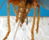 CollectionObject 1502890; 2d342390-1f0a-4e1f-b683-1e96b68525dd: female abdomen tip, dorsal view. (CollectionObject).