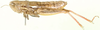 CollectionObject 1530590; d2120f7e-5196-40c5-b5c2-026624d30184: female, lateral view (holotype). (CollectionObject).