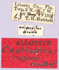 CollectionObject 1499659; cfe7ed49-087e-44b3-a47f-6568e07ca525: labels (allotype). (CollectionObject).