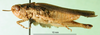 CollectionObject 1501493; 5fb8b892-e559-4b22-a54c-8f7f9b1c317f: male, lateral view (syntype). (CollectionObject).