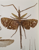 CollectionObject 1562320; 512ec891-ed0b-40be-a603-57135b9564e5: copyright OUMNH. female, dorsal view of Acrophylla enceladus (syntype). (CollectionObject).;CollectionObject 1562321; a0fe8cae-f149-464f-8193-36e5eba2400e: copyright OUMNH. female, dorsal view of Acrophylla enceladus (syntype). (CollectionObject).