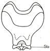 Pyrgacris relictus Descamps, 1968: Fig. 30.5 (after Descamps 1968). ectophallus, dorsal view (epiphallus and membraneous parts removed). (Otu).