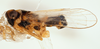 Habitus, lateral view on Delphacodes shermani (Metcalf, 1923): (Observation).