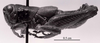 CollectionObject 1524346; 173d70bf-7c6c-412b-a31b-0c169bf7673c: Image C.S. Carbonell. male, lateral view (holotype). (CollectionObject).