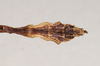 CollectionObject 1562150; ac44a805-3df0-439b-9533-8168752763e5: copyright Natural History Museum, London. male: end of abdomen, dorsal view (holotype). (CollectionObject).