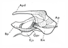 Brownacris karruensis Brown, 1972: Fig.27. phallic complex, lateral aspect. (Otu).