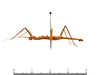 CollectionObject 1580333; 5f1079c1-c9d8-4584-a814-8939fbce4833: copyright Sheyla Yong. male, lateral view (holotype). (CollectionObject).