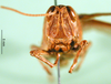 CollectionObject 1502146; 480116cb-cef4-4055-bf46-74b3f9736f4f: female, frons, paralectotype. (CollectionObject).