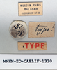 CollectionObject 1572719; 24c6a398-0aec-425d-8f3a-8c9fee0dff71: labels (paratype of Ommexecha liaspis). (CollectionObject).