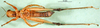 CollectionObject 1500976; 81a29ce5-3056-40e9-a787-f03ac88db435, DORSA BA000596S01: male, ventral view (holotype). (CollectionObject).