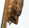 CollectionObject 1534497; ffe84872-2013-43e5-b576-d28687cd394a: male abdomen tip, dorsal view (syntype). (CollectionObject).