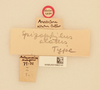 CollectionObject 1516680; 5599580a-f534-475d-a0ff-f3637e763809, NHMUK015982141: labels (holotype). (CollectionObject).