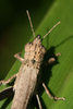 FieldOccurrence 354; d8449200-c6dd-4e01-9c57-c5eac8cb801e; Tanzania
Lake Chala area, eastern slopes Mount Kilimanjaro, 2013/10/??: female, head and pronotum dorsal view. (FieldOccurrence).