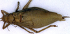 CollectionObject 1517077; 0df7a472-0760-4286-953c-3ce8823bfd87: male, dorsal view (holotype). (CollectionObject).
