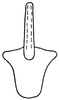 Aedeagus, ventral view on Paralimnus (Anthocallis) minor Kusnezov, 1929: (Observation).