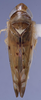Habitus, dorsal view: (Observation).;Habitus, dorsal view: (Observation).