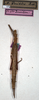 CollectionObject 1559835; NMW 234, a19328d3-4c53-4eff-8aae-6068598dbb49: copyright, NMW Vienna. female (holotype). (CollectionObject).