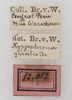 labels (syntype). Depicts CollectionObject 1532940; NMW 12012, e8b9a15c-e3ea-44a5-a85a-a17967a1aa81, a CollectionObject.