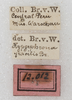 CollectionObject 1532940; NMW 12012, e8b9a15c-e3ea-44a5-a85a-a17967a1aa81: labels (syntype). (CollectionObject).