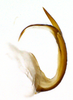 Aedeagus, lateral view on Chilenana chilena DeLong & Freytag, 1967: Male [DZRJ]: aedeagus, lateral view. (Observation).