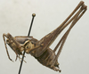 CollectionObject 1535165; e9d5f4f4-cb4f-4f1a-bbb3-9acfb3d67e5d: male, lateral view (lectotype). (CollectionObject).