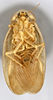 CollectionObject 1567096; 2abdf7eb-1ce8-4983-b0c4-5208a0522e47: Photo by Heidi Hopkins. Holotype, adult male, ventral habitus. (CollectionObject).