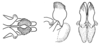 Xyleus gracilis (Bruner, 1905): Fig. 22. apical endophallic valves, dorsal, lateral, caudal. (Otu).