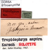 CollectionObject 1500608; 195d9e36-1b3d-4545-bb1f-167f8f4800d0, DORSA BTtroamyHTM: labels (holotype). (CollectionObject).