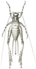Platybinthus punctatus (Brunner von Wattenwyl, 1898): Pl. XX, Fig. 55. female (body length 20 mm, pronotum 3.8 mm, ovipositor 13 mm). (Otu).