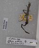 CollectionObject 1561034; 16a9ab02-2dae-4354-8b5d-df1ef0660747: female nymph, paratype (SAMC). (CollectionObject).;CollectionObject 1561035; e4a94712-6c08-4c05-9988-7921d5f25404: female nymph, paratype (SAMC). (CollectionObject).