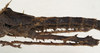 CollectionObject 1577049; 313d62c4-8fe0-4fea-ac1c-777a0eb59eda: copyright ZIN St. Petersburg. male: mid body, lateral view (holotype). (CollectionObject).