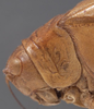 CollectionObject 1505822; a38adfec-4325-4bdc-94c1-0695ccb01b1c: female pronotum, lateral view (holotype). (CollectionObject).
