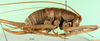 CollectionObject 1502609; e7cda9f2-f16d-4e73-8e7c-8ed35d048247: female, lateral view (syntype). (CollectionObject).