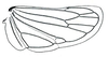 Hind wing: Deltocephalus pulicaris, hindwing. (Observation).