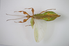 CollectionObject 1583635; adfb68e1-a3d2-4bd5-a22b-65a6b60a0b9f: copyright Royce Cumming. male, dorsal view (paratype). (CollectionObject).;CollectionObject 1583636; 3aa186be-28ab-41ca-9be7-d2e15d021f2a: copyright Royce Cumming. male, dorsal view (paratype). (CollectionObject).;CollectionObject 1583637; bec51a31-3de1-4206-aa78-0e9c91b9a281: copyright Royce Cumming. male, dorsal view (paratype). (CollectionObject).