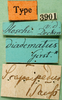 CollectionObject 1500742; 47ad984c-6842-46d8-98a0-772561e41109: labels (syntype of Gryllus diadematus). (CollectionObject).