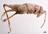 CollectionObject 1538196; d985bb37-c120-4a18-9ffd-623094f782fb: female, lateral view (holotype). (CollectionObject).
