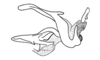 Phaulacris gracilicornis (Bruner, 1911): Fig. 173. phallic complex, without epiphallus, lateral view. (Otu).