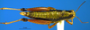 CollectionObject 1578446; d19697c2-d24d-4163-bc6c-5d46bc7fd429: female, dorsal view. (CollectionObject).