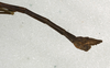 CollectionObject 1559467; NMW 540, 096a643a-b03c-4c48-a2d3-6b7af7d75c29: copyright NMW, Vienna. male: end of abdomen, lateral view of Dixippus imitator (lectotype). (CollectionObject).