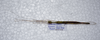 CollectionObject 1576279; 26e0c6f5-b51b-4221-ba7c-00fc76f2cb00: copyright FRCS, Sabah. male, ventral view (holotype). (CollectionObject).
