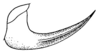CollectionObject 1522466; 9a2ae45c-11ed-4908-bb30-6d97a7d88388: Pl. XX, Fig. 1 (after type). male cercus, dorsal view. (CollectionObject).