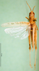 CollectionObject 1571958; 60193734-d5c2-4390-be87-44881490d458: female, dorsal view (paratype). (CollectionObject).
