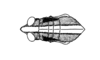 Staleochlora humilis (Rehn, 1909): Fig. 21A. head and pronotum, dorsal view. (Otu).