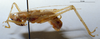CollectionObject 1532847; NMW 3224891, d1b487f5-7152-4e67-82d8-da627a88caec: male habitus lateral view (syntype). (CollectionObject).