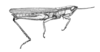 Oxybleptella sagitta Giglio-Tos, 1894: Fig. 21 (after type). female habitus (Oxybleptella pulchella). (Otu).