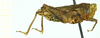 female, lateral view (syntype). Depicts CollectionObject 1586197; 8fe52d2b-83aa-4e5e-be95-a77449b88344, a CollectionObject.